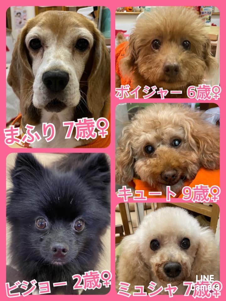 🐾今日の里親様募集中ワンコ🐶メンバーです🐾2021,11,4